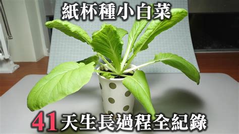 小白菜生長週期|小白菜20天生長過程